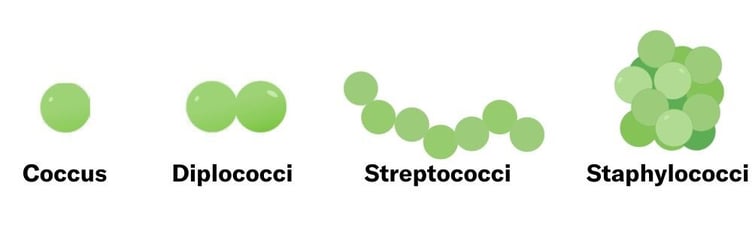 bacteria-cocci-shapes