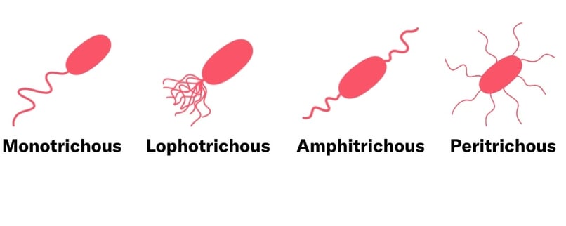 bacteria-flagella-classification