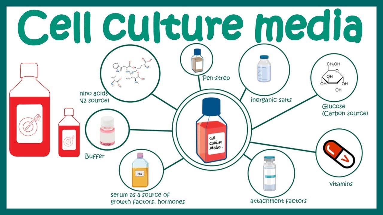 A Deep Dive Into Cell Culture Media