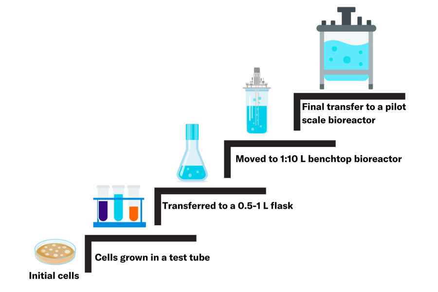 seed-train-diagram