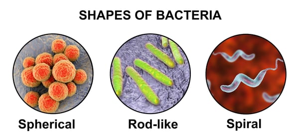 shapes-bacteria-spherical-rod-spiral